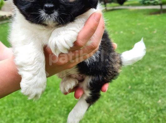 Vonalpet Garanti̇si̇yle Mükemmel Kali̇tede Shi̇h Tzu   Yavrularimiz görsel