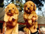 Cavapoo Yavruları