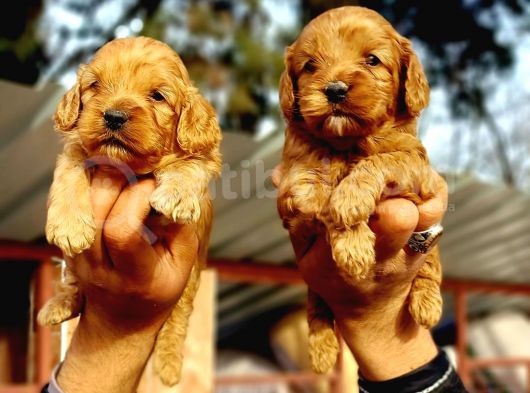 Cavapoo Yavruları görsel