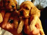 Cavapoo Yavruları
