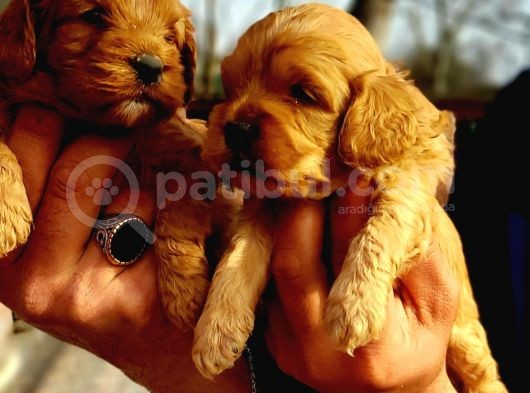 Cavapoo Yavruları görsel
