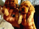 Cavapoo Yavruları
