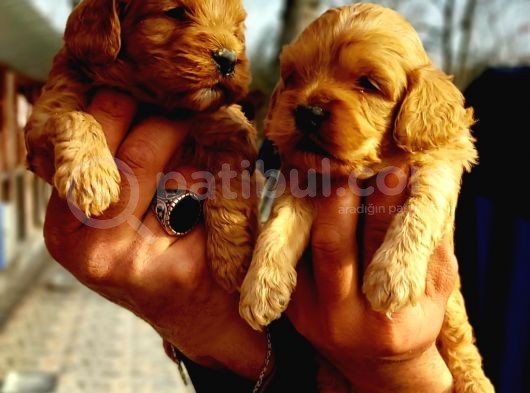 Cavapoo Yavruları görsel