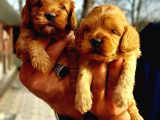 cavapoo yavruları