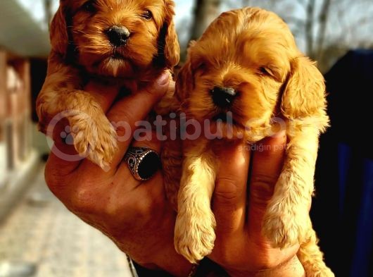 Cavapoo Yavruları