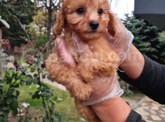 Vonalpet Garanti̇si̇yle Mükemmel Kali̇tede Poodle Yavrularimiz