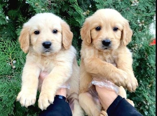Vonalpet Garanti̇si̇yle Mükemmel Kali̇tede Golden Retri̇ever  Yavrularimiz