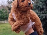 Vonalpet Garanti̇si̇yle Mükemmel Kali̇tede Poodle Yavrularimiz