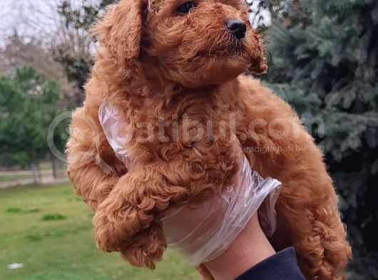Vonalpet Garanti̇si̇yle Mükemmel Kali̇tede Poodle Yavrularimiz görsel
