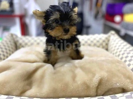 Vonalpet Garanti̇si̇yle Mükemmel Kali̇tede Yorkshi̇re Terri̇er   Yavrularimiz görsel