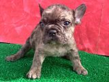 Mi̇cro Yapida Erkek French Bulldog Fawn Merle Yavrumuz