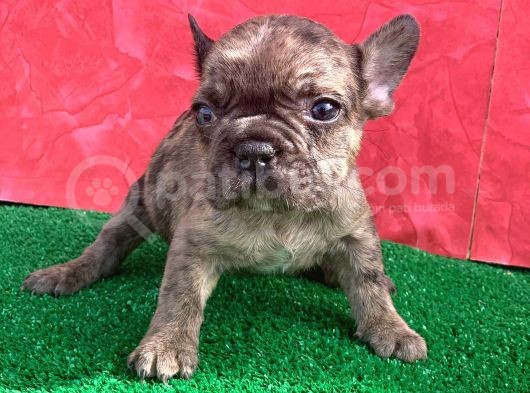 Mi̇cro Yapida Erkek French Bulldog Fawn Merle Yavrumuz görsel