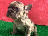 Mi̇cro Yapida Erkek French Bulldog Fawn Merle Yavrumuz
