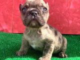 Mi̇cro Yapida Erkek French Bulldog Fawn Merle Yavrumuz