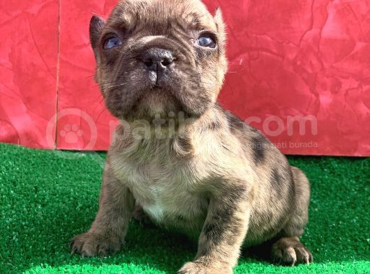 Mi̇cro Yapida Erkek French Bulldog Fawn Merle Yavrumuz görsel