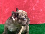 Mi̇cro Yapida Erkek French Bulldog Fawn Merle Yavrumuz