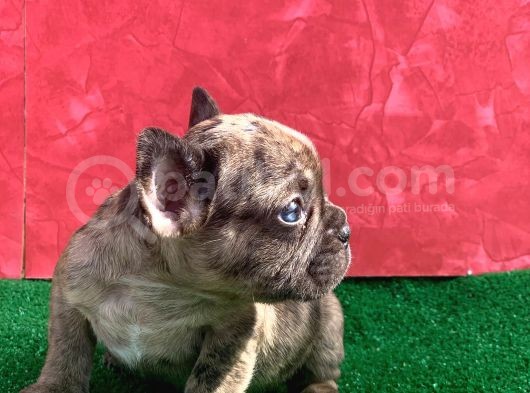 Mi̇cro Yapida Erkek French Bulldog Fawn Merle Yavrumuz görsel