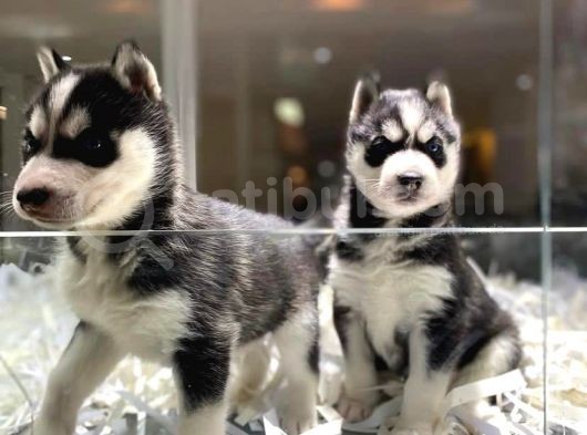 Vonalpet Garanti̇si̇yle Mükemmel Kali̇tede  Si̇bi̇rya Kurdu (Husky) Yavrularimiz görsel