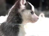 VONALPET GARANTİSİYLE MÜKEMMEL KALİTEDE  SİBİRYA KURDU (HUSKY) YAVRULARIMIZ
