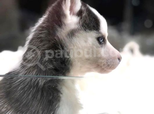 Vonalpet Garanti̇si̇yle Mükemmel Kali̇tede  Si̇bi̇rya Kurdu (Husky) Yavrularimiz