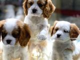 VONALPET GARANTİSİYLE MÜKEMMEL KALİTEDE CAVALİER KİNG CHARLES  YAVRULARIMIZ