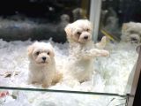 Vonalpet Garanti̇si̇yle Mükemmel Kali̇tede Malti̇poo  Yavrularimiz
