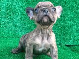 FAWN MERLE FRENCH BULLDOG ERKEK 