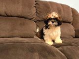 Safkan a kalite toy shih tzu yavruları