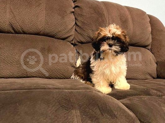 Safkan A Kalite Toy Shih Tzu Yavruları