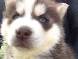 Kizil Renk Si̇bi̇rya Husky Yavrulari