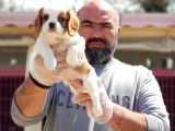 CAVALİER KİNG CHARLES YAVRUSU