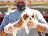 Cavali̇er Ki̇ng Charles Yavrusu
