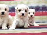 MALTESE TERRİER YAVRUSU