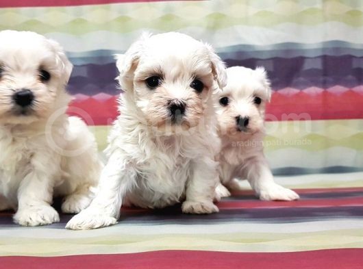 Maltese Terri̇er Yavrusu
