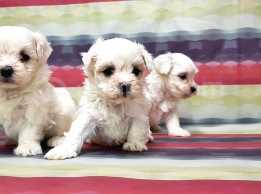 Maltese Terri̇er Yavrusu görsel