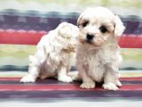 Maltese Terri̇er Yavrusu