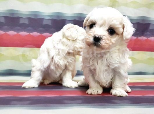 Maltese Terri̇er Yavrusu görsel