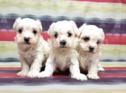 Maltese Terri̇er Yavrusu görsel