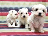 Maltese Terri̇er Yavrusu