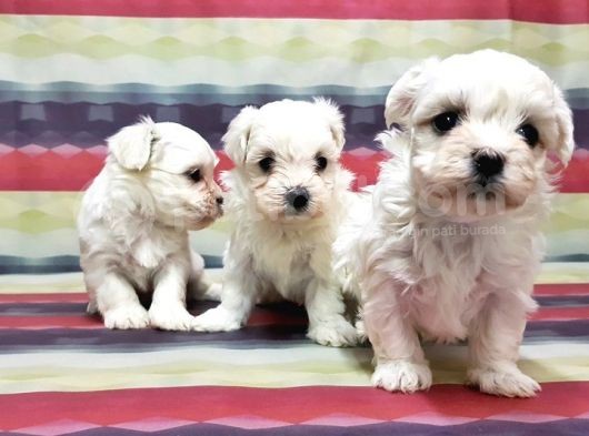 Maltese Terri̇er Yavrusu görsel