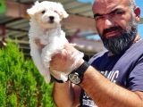 Mükemmel Kali̇tede Maltese Terri̇er Yavru