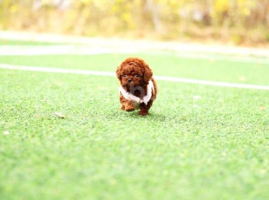 Show Kali̇te Red Brown Toy Poodle Bebekleri̇m görsel