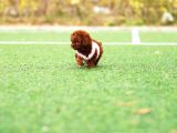 Show Kali̇te Red Brown Toy Poodle Bebekleri̇m