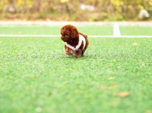 Show Kali̇te Red Brown Toy Poodle Bebekleri̇m görsel