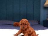 Kore Kani Red Brown Toy Poodle Yavrulari̇mi̇z