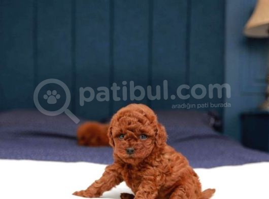 Kore Kani Red Brown Toy Poodle Yavrulari̇mi̇z görsel