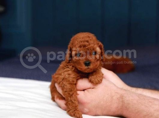 Kore Kani Red Brown Toy Poodle Yavrulari̇mi̇z