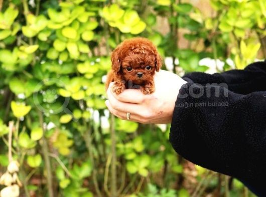 Show Kali̇te Red Brown Toy Poodle Bebekleri̇m görsel