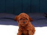 Kore Kani Red Brown Toy Poodle Yavrulari̇mi̇z