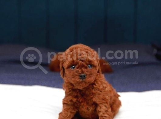 Kore Kani Red Brown Toy Poodle Yavrulari̇mi̇z görsel